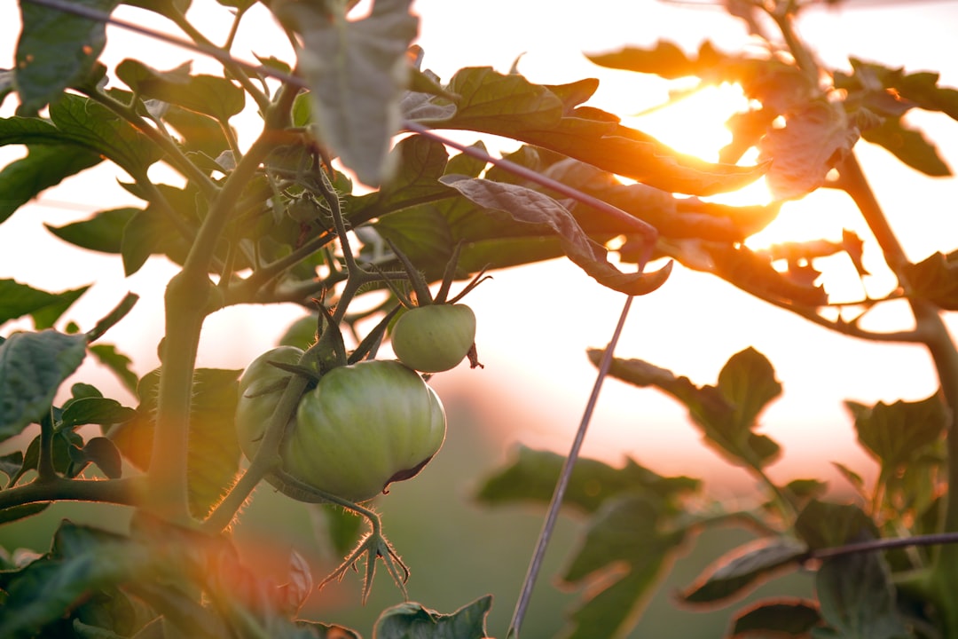 Photo Garden spray